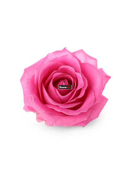 r%C5%AF%C5%BEov%C3%A1