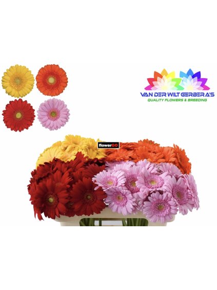 Gerbera různé barvy od flowergo