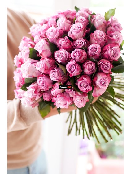 101  růží, fialové