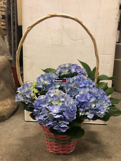 Hortenzie%20v%20ko%C5%A1%C3%ADku