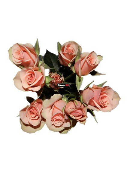 trsov%C3%A9%20oby%C4%8D%20druhy