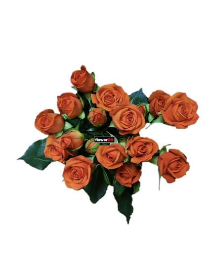 trsov%C3%A9%20oby%C4%8D