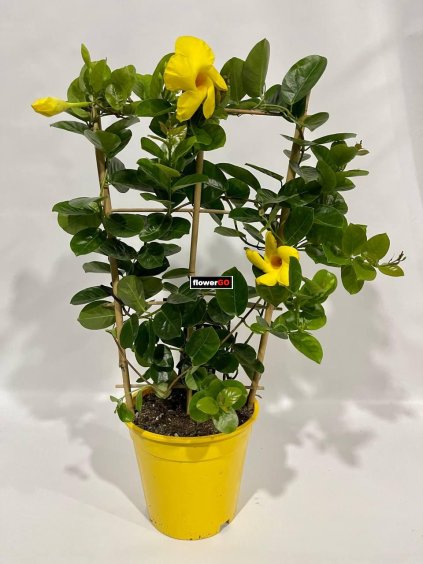 mandevilla%20%C5%BElut%C3%A1