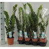 Zamioculcas%201