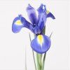 Iris mix