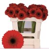 gerbera mini