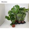 Monstera%20deliciosa