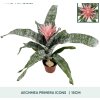Aechmea hrnková rostlina flowergo