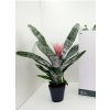 Aechmea 15 cm květní