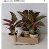 aglaonema