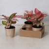 GEELY RED aglaonema