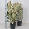 ficus Tineke
