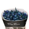modré tulipány od flowergo