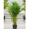 Palma areca