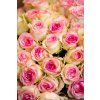 flowergo.cz ruze 46