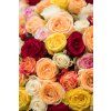 flowergo.cz ruze 8