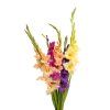 Gladiol