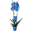 modrá orchidea