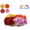 Gerbera různé barvy od flowergo