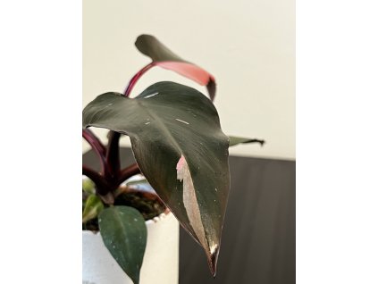 Philodendron Pink princess