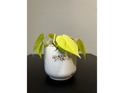 Philodendron scandens Lemon Lime