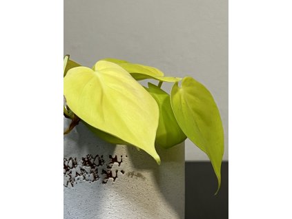 Philodendron scandens Lemon Lime - Řízek
