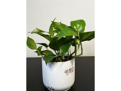 Epipremnum aureum