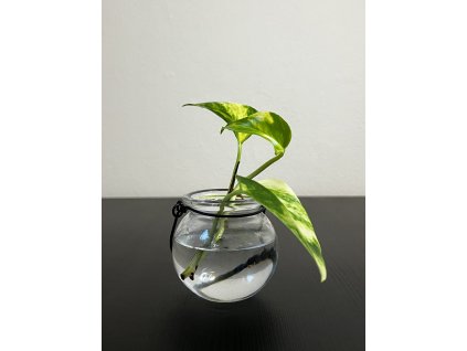 Epipremnum aureum - Řízek