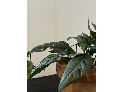 Epipremnum Cebu Blue - Řízek