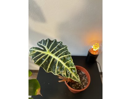 Alocasia amazonica "Polly"