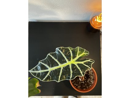 Alocasia amazonica "Polly"