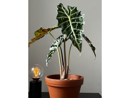 Alocasia amazonica