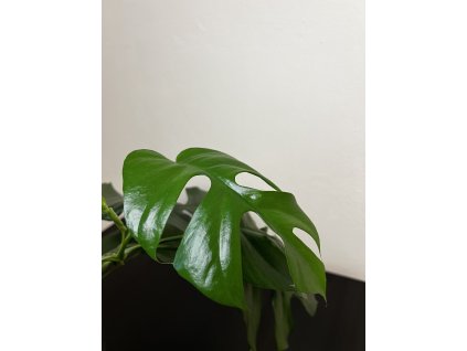 Raphidophora Tetrasperma - Monstera Minima, Řízek
