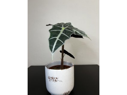 Alocasia amazonica "Polly", průměr 12 cm