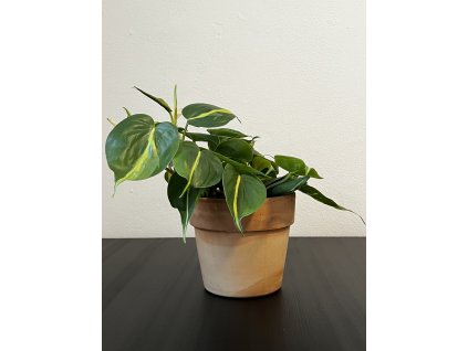 Philodendron scandens Brasil