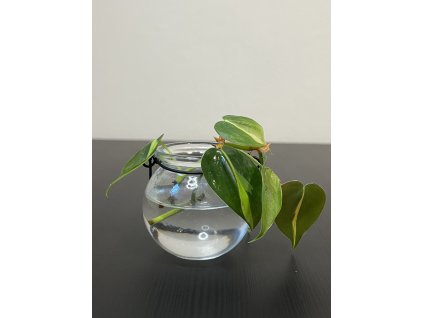 Philodendron scandens Brasil - Řízek