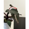 Philodendron Pink princess