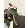 Philodendron Pink princess