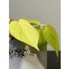 Philodendron scandens Lemon Lime