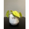 Philodendron scandens Lemon Lime