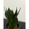 Sansevieria Black Dragon