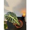 Alocasia amazonica "Polly"