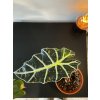 Alocasia amazonica "Polly"