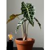 Alocasia amazonica