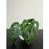Monstera adansonii "monkey mask", Řízek