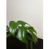 Raphidophora Tetrasperma - Monstera Minima, Řízek