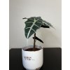 Alocasia amazonica "Polly", průměr 12 cm