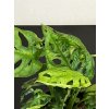 Monstera adansonii "monkey mask", průměr 12 cm