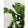 Monstera adansonii "monkey mask", průměr 12 cm