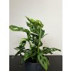 Monstera adansonii "monkey mask", průměr 12 cm